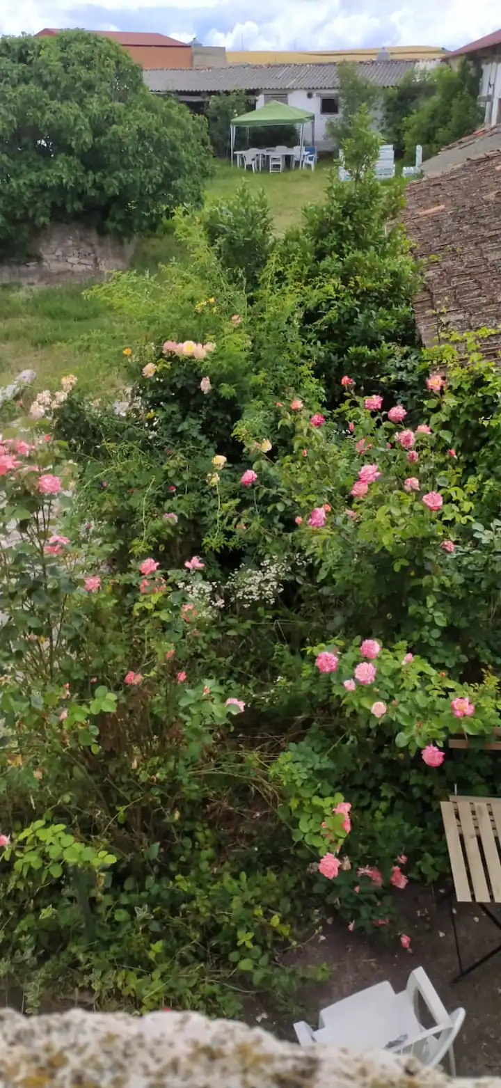 Rosales del jardín