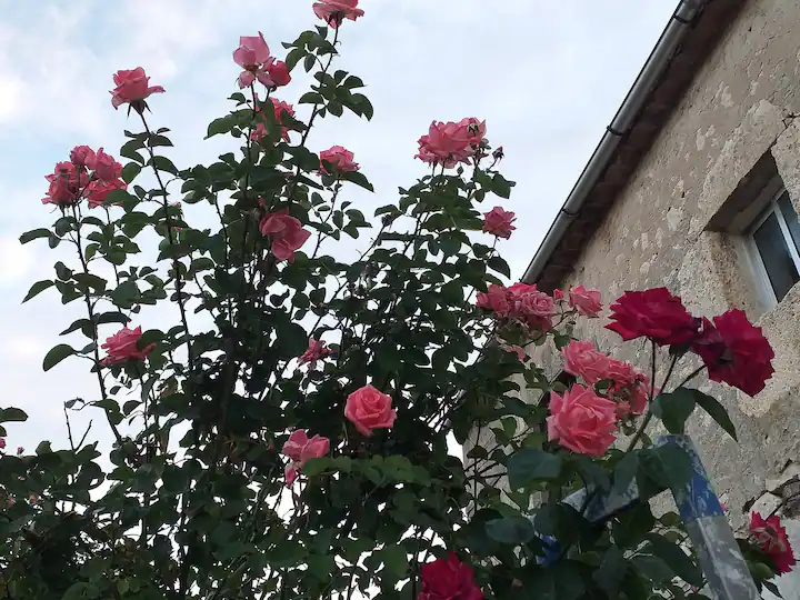 Rosales del jardín