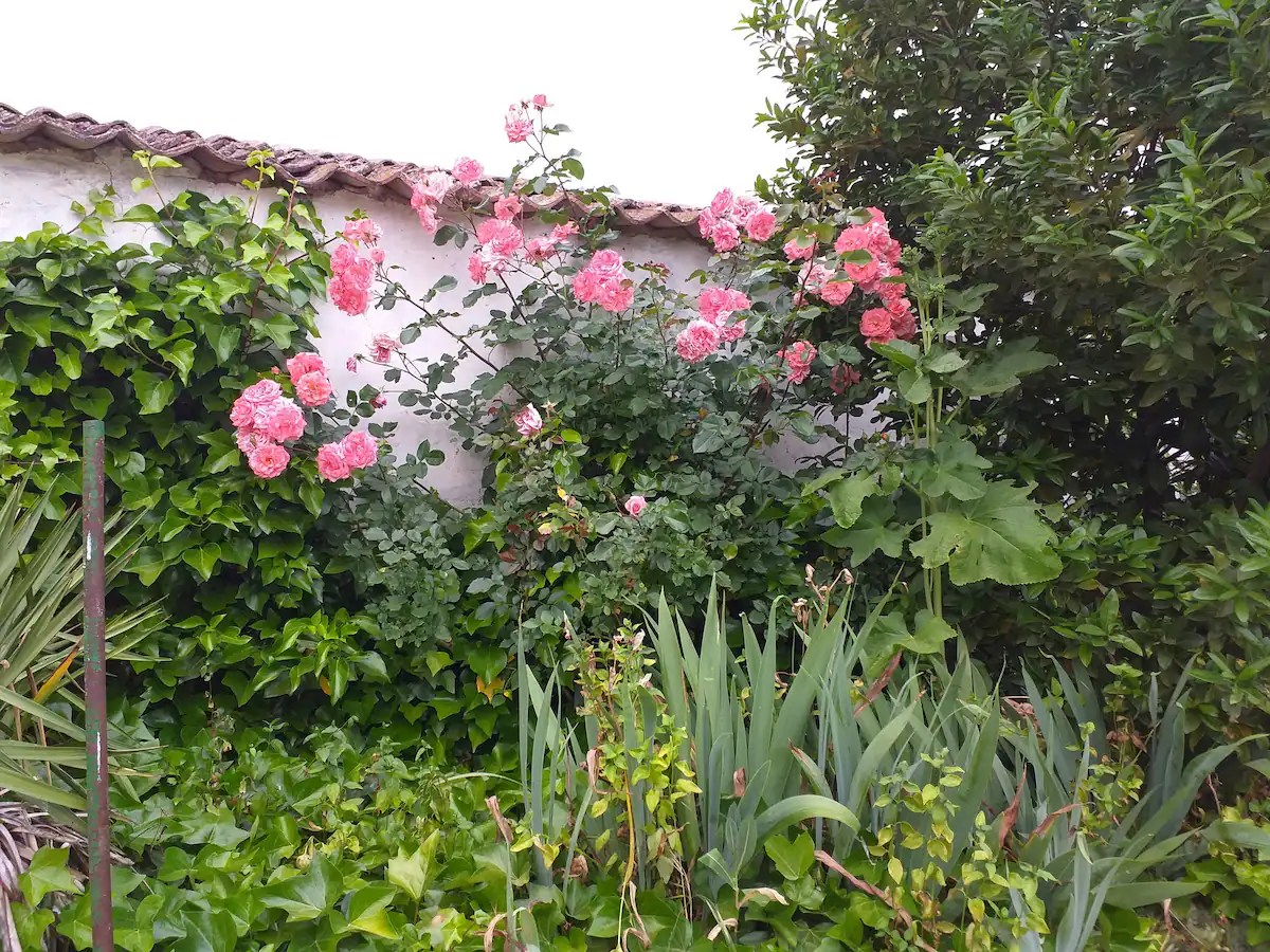 Rosales del jardín