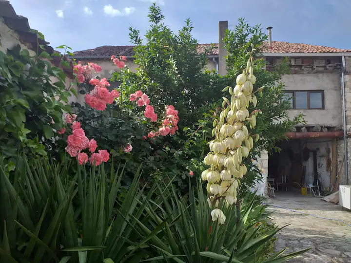 Rosales del jardín